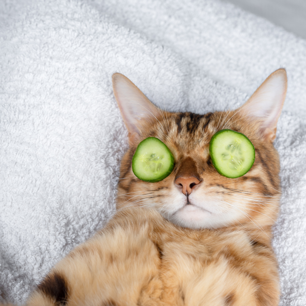 Cat grooming products