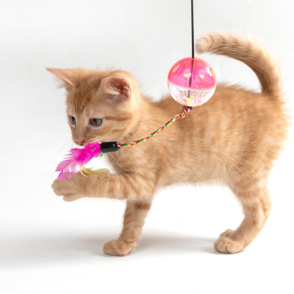 Cat Toys