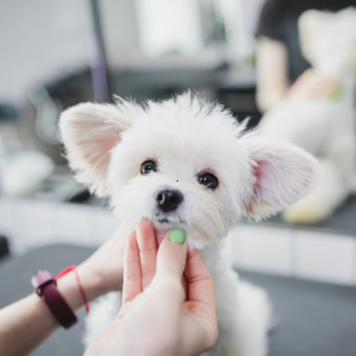 Dog grooming products